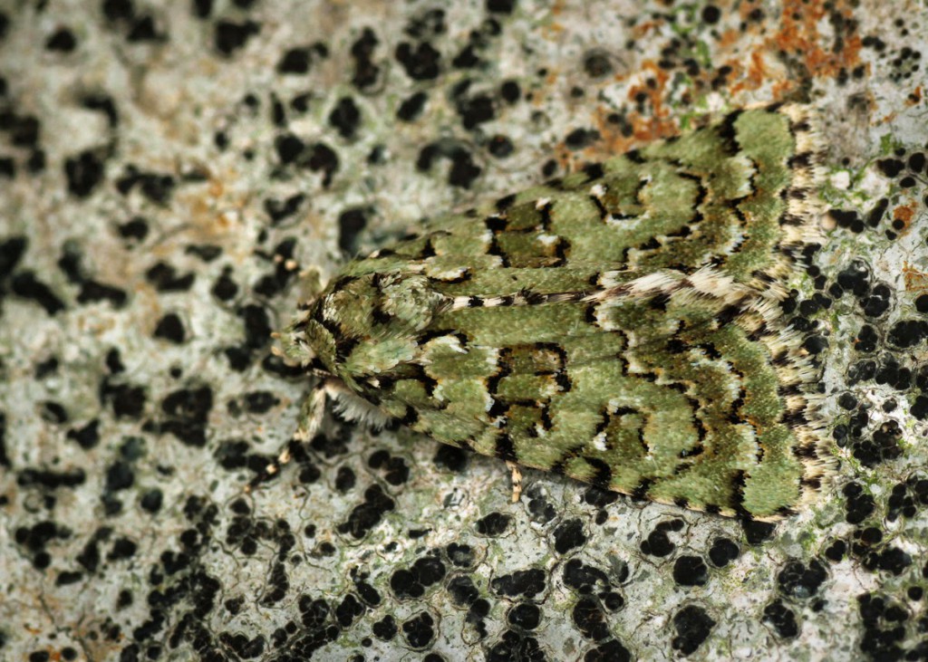 Marbled Green (Nyctobrya muralis)
