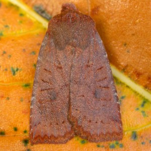 Dark Chestnut (Conistra ligula)
