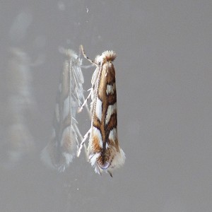 Phyllonorycter muelleriella