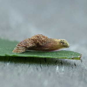 Coleophora violacea larval case